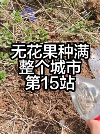 #无花果种满整个城市 洛阳第15站
我要让全洛阳都能吃到山东带来的无花果 #无花果种植