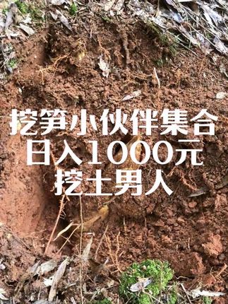 2025年冬笋已上线#助农 找潮湿有阳光的窝窝里,挖跑山竹#挖冬笋乐趣 报名挖笋#8090后 #农村生活 #土货