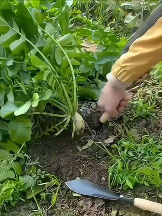 #我要上热门 专用铲园艺小铲子小号园林铁铲种花养花家用种菜工具挖荠菜五金#花卉植物 #绿植 #乡村生活 #绿色植物 @DOU+小助手