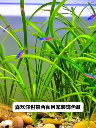 小水兰水草鱼缸造景水草#鱼缸里的大自然#水草造景 #轻松养鱼 #小水兰水草@DOU+小助手 @巨量千川