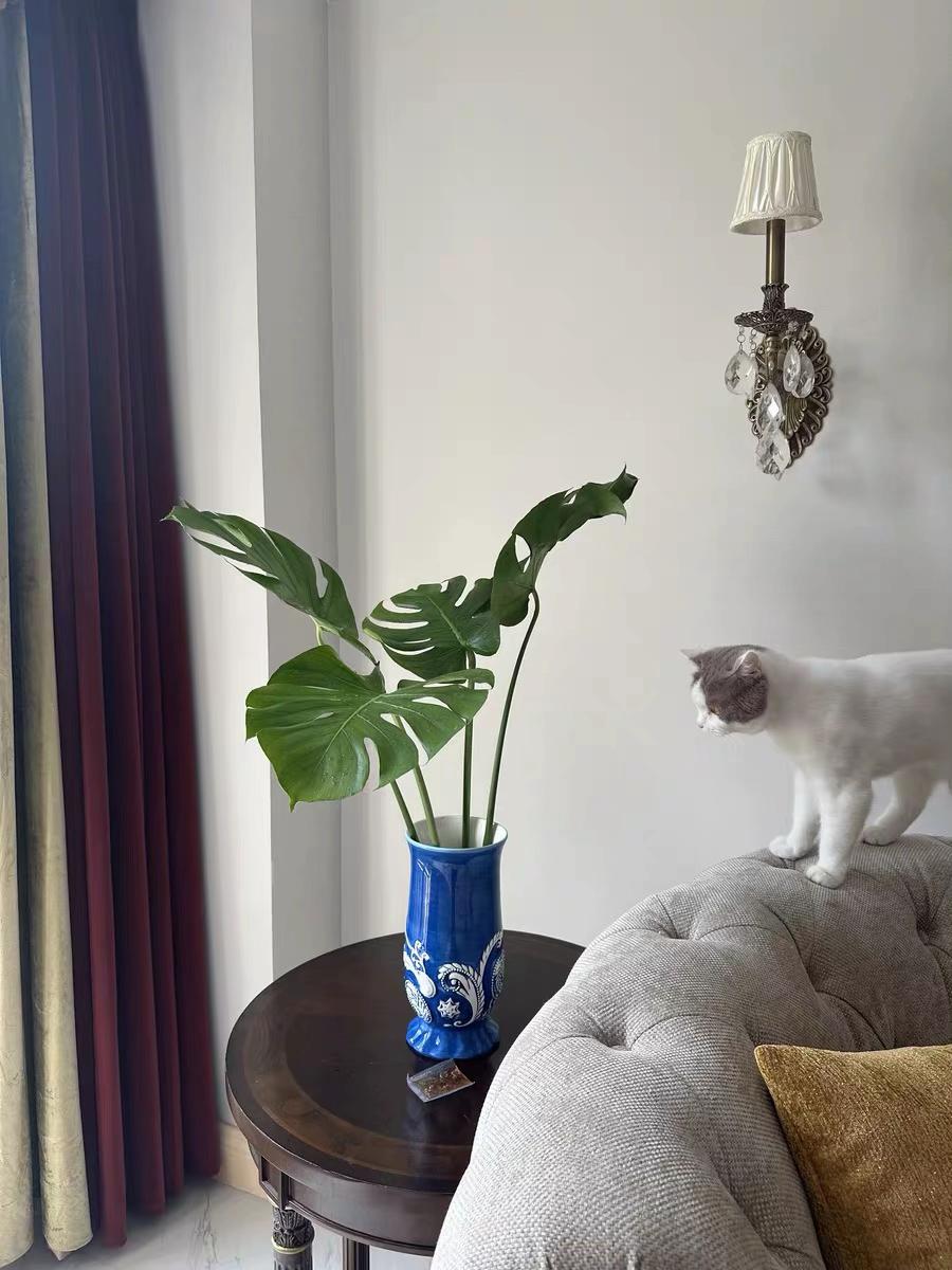 什么绿植好养!那必须是龟背竹。家里有猫猫狗狗的闭眼入!#绿植 #龟背竹