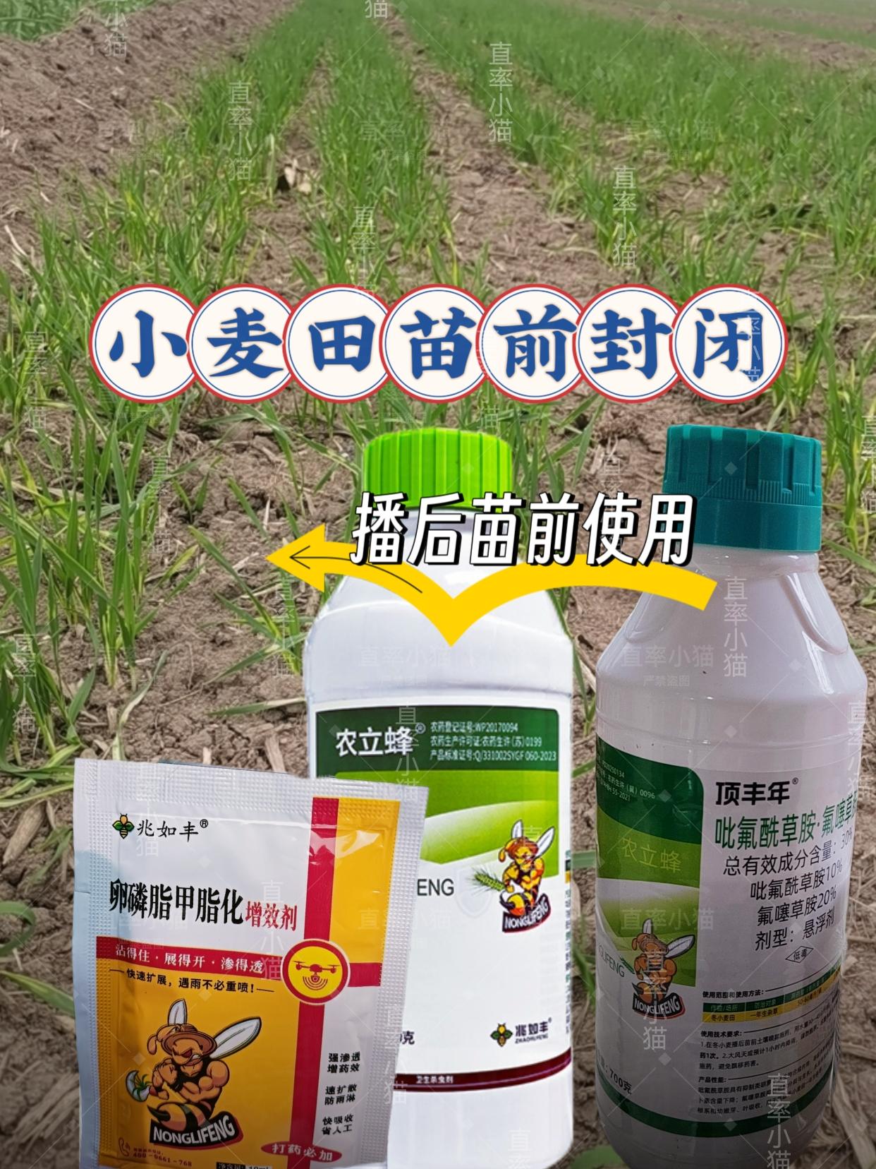 小麦苗前封闭除草剂。小麦苗前封闭除草剂——省心护苗,一药搞定! 播种后、出苗前精准使用,专为小麦苗安全定制,不伤麦苗更放心! 采用双元复配核心配方,实现禾阔双封,不管是禾本科杂草还是阔叶杂草,通通一网打尽;更有封杀双效,既封控杂草萌发,又杀灭已出小草,长效控草不反复。 现在购买,买就送增效剂,除草效果再升级!使用方便,70克药剂兑水40-60斤,均匀喷施即可,土壤喷雾1亩地,轻松守护小麦苗早期生长,为丰收打下好基础!#创作灵感 #种植小技巧 #小麦苗前封闭除草 #小麦苗前封闭 #小麦除草剂