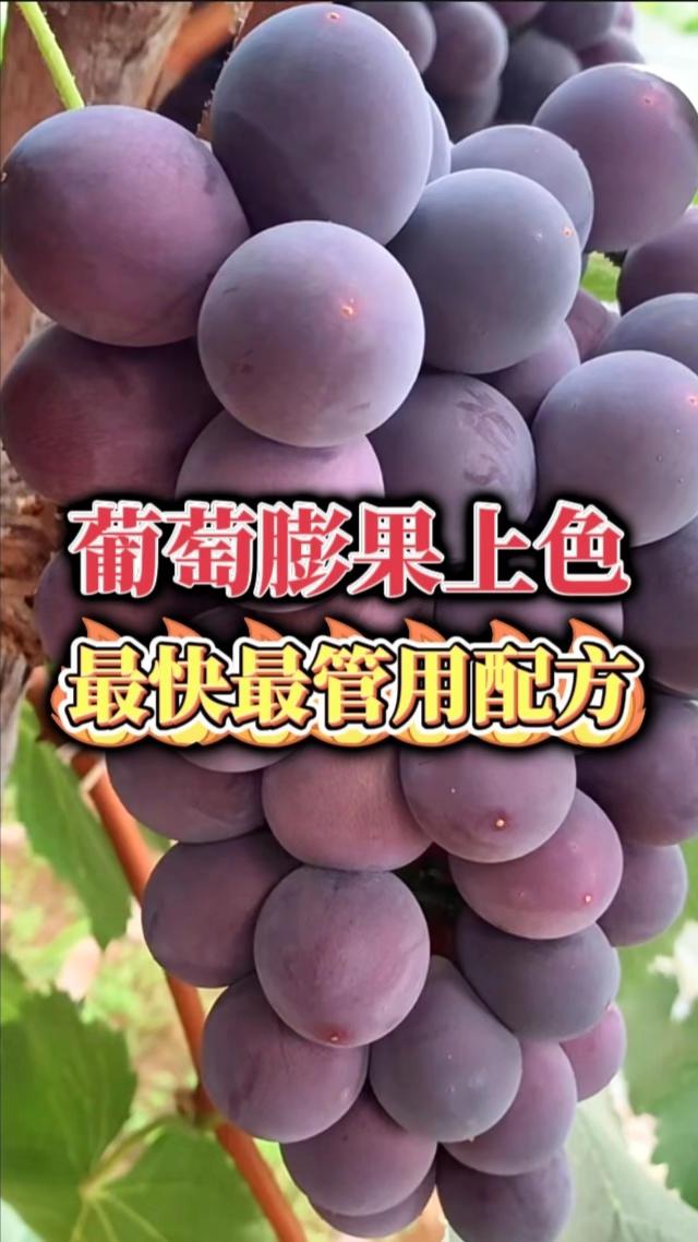 葡萄膨果上色,最快最好用绝招 #葡萄种植葡萄种植技巧 #葡萄葡萄膨果 #葡萄上色 #葡萄管理