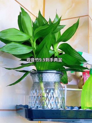 #观音竹 它的叶片四季常绿,放在客厅里不仅能增加绿色,还能净化空气#观音竹盆景 #观音竹水培 #观音竹又叫富贵竹