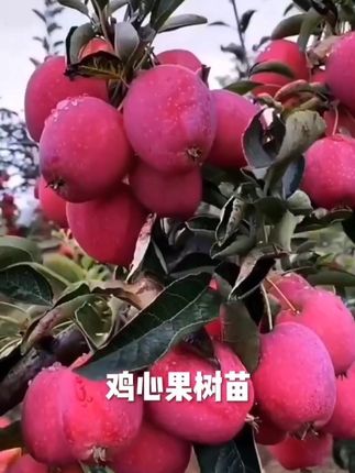新品种沙果鸡心果树苗盆地栽锦绣海棠小苹果苗嫁接苗南北方种植#三农种植 #苹果树苗#锦绣海棠鸡心果 #鸡心果树苗
