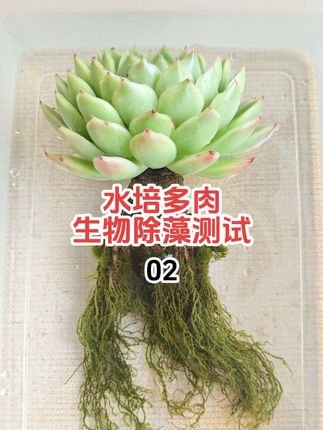 一个多月前,我用黑壳虾给水培植物做了除藻测试,结果出乎意料 #爱生活爱养花 #水培植物 #养花人的乐趣 #女生爱用好物分享 #女生必备生活好物