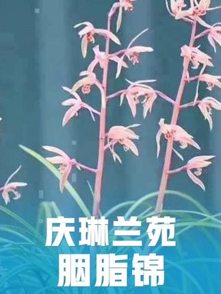 庆琳兰苑#兰花 #国兰文化 #植物科普小知识 #兰花种植基地 #绿色植物
