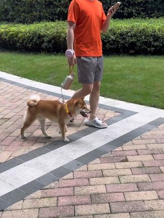 出门遛狗拿着东西总感觉不方便,手腕式伸缩牵引绳真的解放了双手!#牵引绳 #遛狗牵绳 #遛狗 #新手养狗 #柴犬