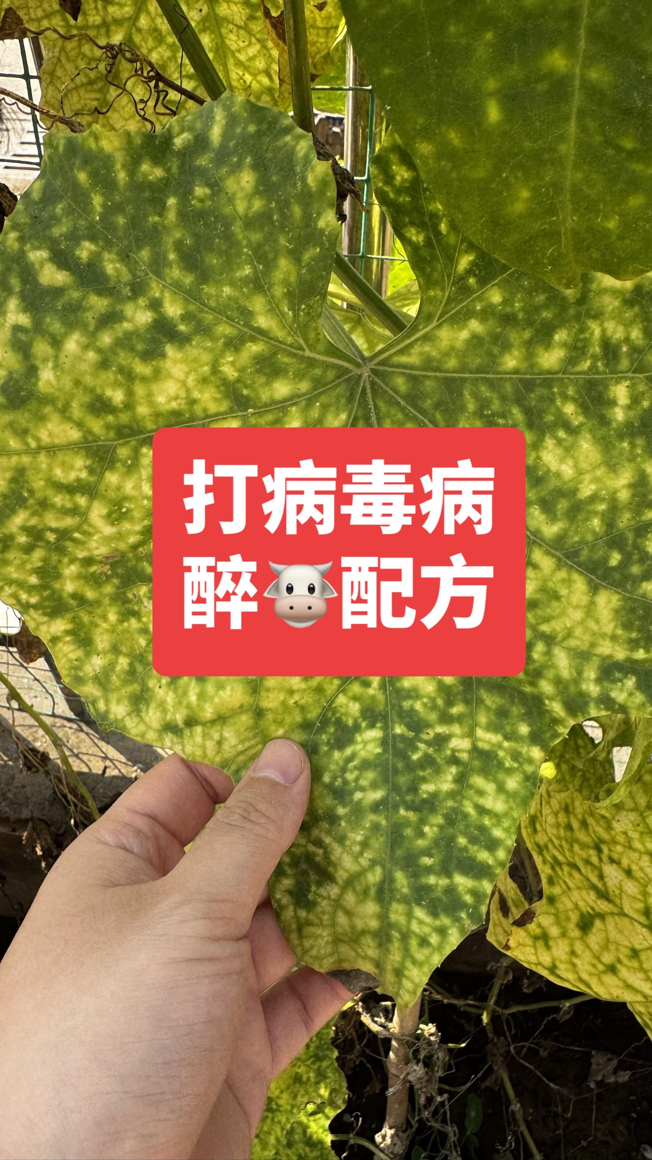 打黄瓜病毒病醉🐮配方,三天打住,阻断传播#黄瓜病毒病 #黄瓜种植
