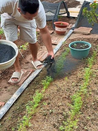 #种植小技巧 #病虫害防治 #家庭种植 #种菜小技巧 #稻壳炭