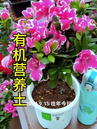 #通用型营养土 #通用型营养土种花种菜 #花卉绿植养花 #种菜种菜 #爱生活爱养花