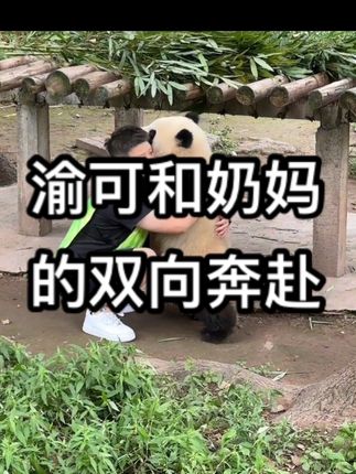 渝可和奶妈的双向奔赴,小孩一样的粘人精🤣#大熊猫 #渝可渝爱 #来这吸熊猫 #熊猫 #可爱到爆炸💥