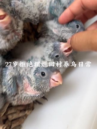 把鹦鹉价格打下了 时间过的真快呀 一转眼孩子们都去新家了#鹦鹉 #热门 #日常vlog #手养鸟日常 #鸟