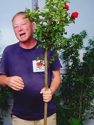 شەپەق دەرخى #好物推荐 #养花知识 #好物分享