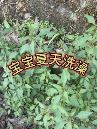 #草本植物 夏天洗澡草#痱子草#农村挖草药