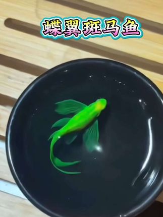 你肯定没见过会跳舞的小鱼,只要你把它放进鱼缸,飘逸灵动的游姿,真的太好看了,家里有鱼缸的,一定要养上几条! #蝶翼斑马鱼 #观赏鱼 #养鱼日记