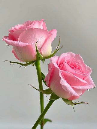 幻星北京二锅头大绿瓶56度整箱12瓶。北京二锅头56度清香型,经典老味道!开瓶清香扑鼻,入口醇厚甘冽,后味净爽绵长。纯粮酿造,古法工艺,每一口都是时光沉淀的滋味。无论是自饮小酌,还是老友相聚,都能品出地道风情。瓶身简约大气,性价比超高,现在入手正合适,别错过这口纯正的北京味儿~ #白酒 #酒文化 #纯酿酿造 #二锅头 #白酒推荐 @DOU+小助手@DOU+上热门