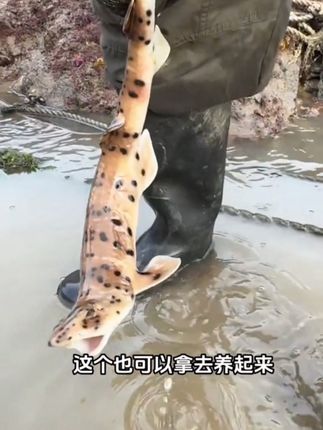花了3000多搞了秘制窝料,看看这个效果,引来百斤巨兽,两人合力制服,直接爆桶#海鲜知识 #赶海 #海鲜 #户外赶海抓海鲜 #海边赶海抓海鲜的视频大全