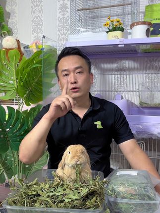 夏天给兔兔喂一些蒲公英草,真是清热又降火。#蒲公英草 #兔子 #宠物兔 #萌宠出道计划