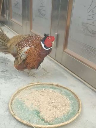 #户外 #七彩山鸡 依旧霸气四年多的老鸡