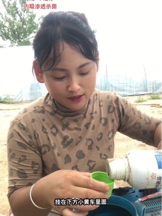 #病害防治 #病毒病#小叶病#卷叶病#辣椒种植