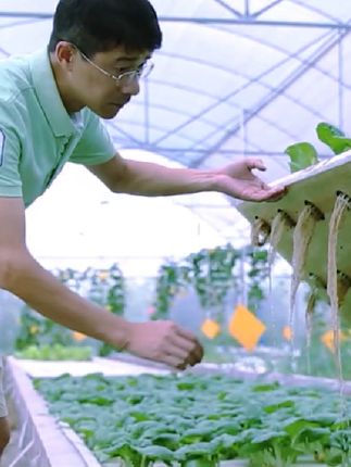 鱼菜共生的优势有哪些?