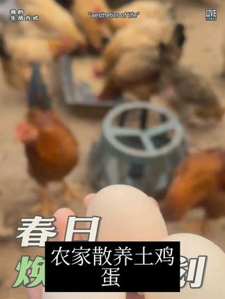 农家散养正宗新鲜土鸡蛋纯五谷喂养营养丰富50枚#农村土鸡蛋 #农村养鸡 #农村养殖 #家禽养殖 #土特产