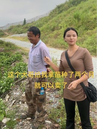 #板蓝根蓝定泥收购加工厂 #板蓝根中药材收购 #板蓝根种植与回收 #南板蓝根扦插苗种子苗