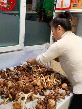 #钻石币充值 采蘑菇,摘蘑菇,晒蘑菇,想吃点干蘑菇真的是不容易啊! #野生菌 #山货 #土特产 #我的乡村生活 @玲萱爱运动