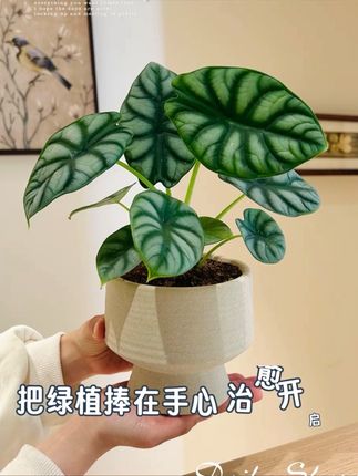 简约白犀牛海芋竹芋盆栽盆景室内客厅办公室桌面观叶趣味花卉绿植#绿植 #植物 #盆栽 #花卉绿植 #植物