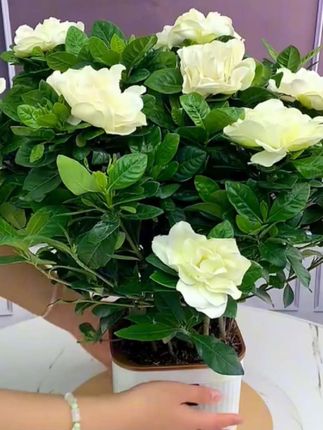 每个女人都应该拥有一颗#栀子花 他开花香气扑鼻 好看又好养 #爱生活爱养花 #花卉绿植