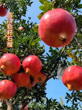 四川会理软籽石榴,它是连籽都可以吃的石榴哦,皮薄多汁,颜色像红宝石一般漂亮,鲜甜可口超好吃#新鲜采摘 #应季水果 #四川软籽石榴 #快来一起尝个鲜 #软籽石榴
