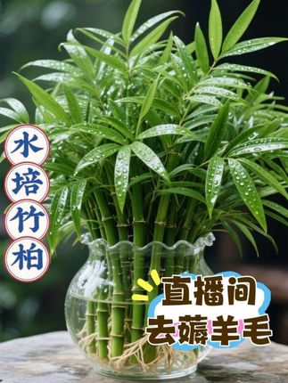 #秋分选室内绿植?竹柏好养还省心 前几天同事问我,新手想养花选啥好,7种超适合室内的绿植她家还没几样。我直接推荐了竹柏,现在大家都不咋养绿萝了,都悄悄养它。 竹柏又叫驱蚊竹,是多年生的绿植,四季常青,还喜阴不用晒太阳,能水培也能土培。不养鱼的话,找个小瓶子装水就能养,放客厅、卧室或者办公室都合适。现在秋分了,正是养它的好时候,直播间正热卖,每天有福利,还教怎么让竹柏爆根爆盆,想试试的朋友可以去看看。 #盆景植物室内 #客厅养什么绿植最好 #水养绿植有哪些 #哪些花适合放卧室 #喜阴的室内植物