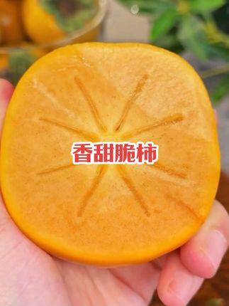 秋天干燥来吃脆柿 你吃过又甜又脆柿子吗,鲜甜脆爽,口感特别好,产地现摘现发#巧克力脆柿 #柿子 #口感特别好 #新鲜应季水果 #优质农产品