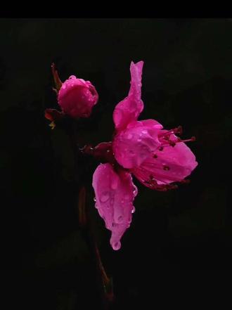 #舞台光怎么拍黑色背景的花 没有舞台光功能,一样能在阴天直接拍黑背景照片!不过阴天效果不好!我的理解就是拍之前,就得找暗调的背景!主体有光!#手机摄影 #黑背景拍摄技巧 #随拍记录生活