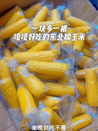 大棒糯玉米便宜啦爱吃粘糯玉米的抓紧抢 糯唧唧的口感 特别香粘 #美食 #优质农产品 #口感特别好 #软糯香甜 #好吃的玉米