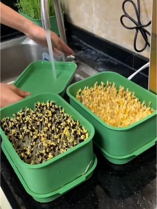 #精选好物 【原版尺寸】发豆芽神器快速发豆芽家用种植水培豆芽盆发芽机收纳盒#自用好物分享 #非常方便实用 #视频同款
