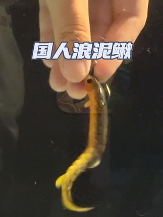 这个泥鳅做的也太逼真了吧,什么鱼都敢咬 #路亚 #泥鳅假饵 #路亚鲈鱼