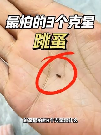 跳蚤最怕的3个克星是什么?这个就是跳蚤,体型虽小,却能给人或宠物带来困扰。第一个克星是高温环境,一旦环境温度超过38℃,跳蚤的卵和成虫就会因蛋白质流失而死亡。这也是为什么将衣物、被褥放在太阳下暴晒,能起到良好的除蚤效果;第二个克星是某些特定植物。像薄荷、薰衣草等植物,会散发出独特的气味,能有效驱赶跳蚤。第三个克星就是专用的除蚤杀虫剂,其原理也是利用对跳蚤有毒性但对宠物安全的成分,模拟天敌的作用来杀灭跳蚤。#跳蚤 #跳蚤药 #如何彻底消灭跳蚤 #跳蚤克星 #跳蚤杀虫剂