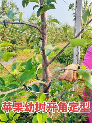 果树拉枝定型选用果树拉枝器省力好用效率高。#果农 #农家果园 #果树拉枝 #拉枝 #果树种植技术交流