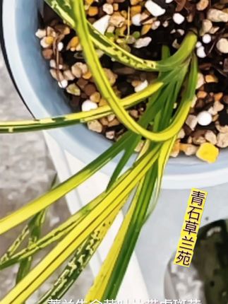 蕙兰朱金黄虎斑艺,叶子上点缀朱金蓝线艺颜色和绿虎斑纹稀少可见 #DOU ➕小助理#本苑兰花精品 #蕙兰艺班欣赏 #本苑青石草兰苑感谢兰苑关注和赞不绝评价,#本苑种花认真分享