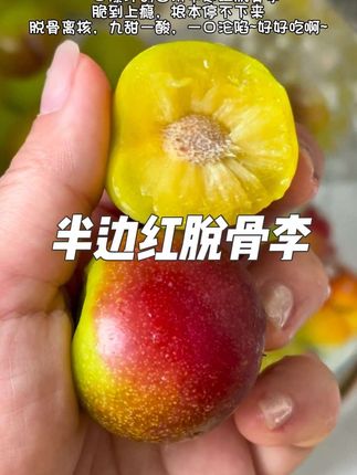 “咔嚓”一声脆到心坎里,果肉紧实得像在嚼清甜的脆骨,汁水顺着嘴角往下淌都顾不上擦!甜中带一丢丢果酸,是那种会让唾液腺疯狂工作的清爽,完全不齁,吃完打个嗝都是香的~#应季水果 #李子熟了 #四川半边红脱骨李 #现摘现发新鲜到家
