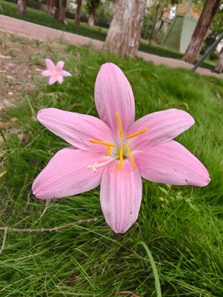 追剧下酒小搭档来啦~这五香花生米藏着老味道! 用料实在,卤得透透的,咬开先是脆,接着五香的醇厚感慢慢出来,一点不腻口,家里老人小孩都爱抓着吃,不知不觉一袋就空了,回购好几次了!!!~#花生米#超便宜超划算 #妈呀太香了 @DOU+上热门