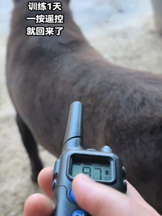 #训犬项圈 #纠正狗狗坏习惯 #好物推荐🔥 #电击项圈 #训犬 能让你家狗狗乖乖听话的神器!有了它养狗都轻松了