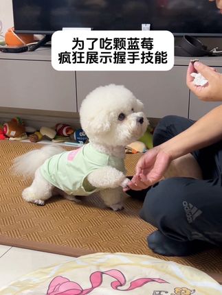 糯米:混口饭吃不容易啊!#萌犬出道计划 #狗狗的迷惑行为 #宠物出道计划 #毛孩子日常 #我家的毛孩子
