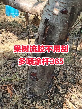 果树流胶树势弱怎么解决呢? #果树管理 #大樱桃种植管理 #桃树管理 #流胶病 #涂杆365