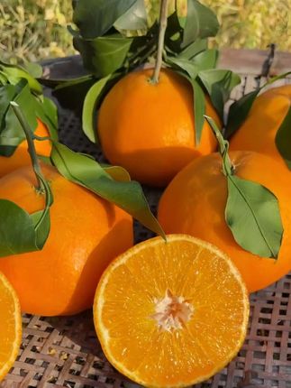 果肉像果冻一样细嫩的爱媛果冻橙🍊!都是今年头茬鲜果,皮薄如纸,清甜多汁还没有籽!直接吸着吃😋果味浓郁,甜而不腻,太好吃了!#爱媛38号果冻橙 #果冻橙 #橙子 #新鲜应季水果#优质农产品