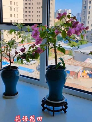 #花盆#鱼尾紫砂花盆 这款鱼尾紫砂花盆高度26公分,口径15公分,四个颜色浅绿,浅蓝,两款白色属于粗陶瓷花盆,吸水性透气性都比较好,29.8包邮到家,两个颜色可调换,有七天无理由,你喜欢这样高档大气的陶瓷花盆吗我?
