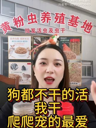 面包虫黄粉虫活虫金龙鱼画眉鸟饲料野钓鲜活石蛙仓鼠蜥蜴金丝熊#黄粉虫#宠物饲料#爬宠饲养