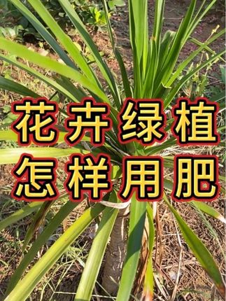 秋季贴秋膘~您的植物贴需要的营养了吗,快来看看这个魔肥1号 #种菜小技巧 #花卉养护 #家庭养花达人 #养花小知识 #种植小技巧